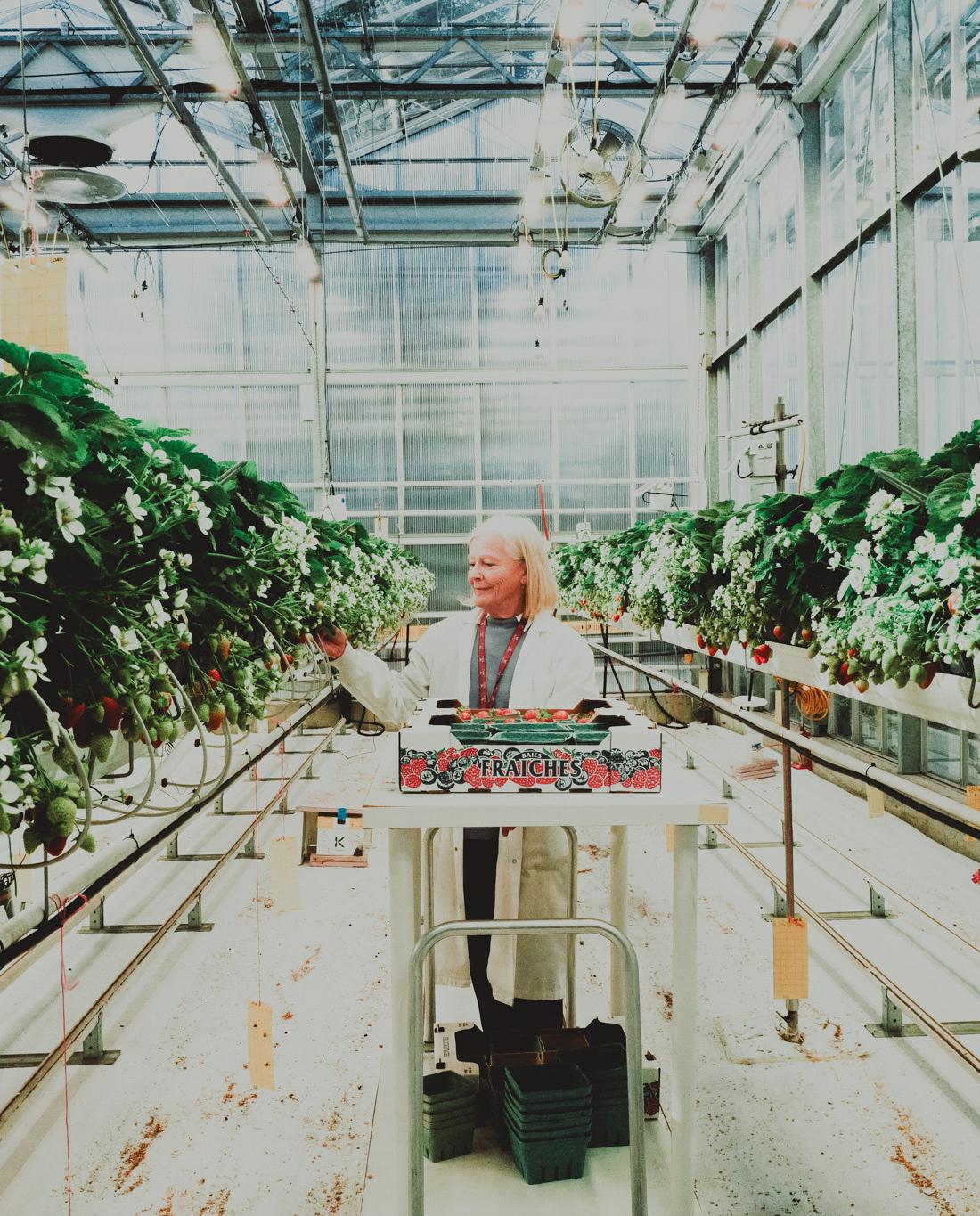 Innovation et ingéniosité - Horticulture Innovation et ingéniosité - Horticulture