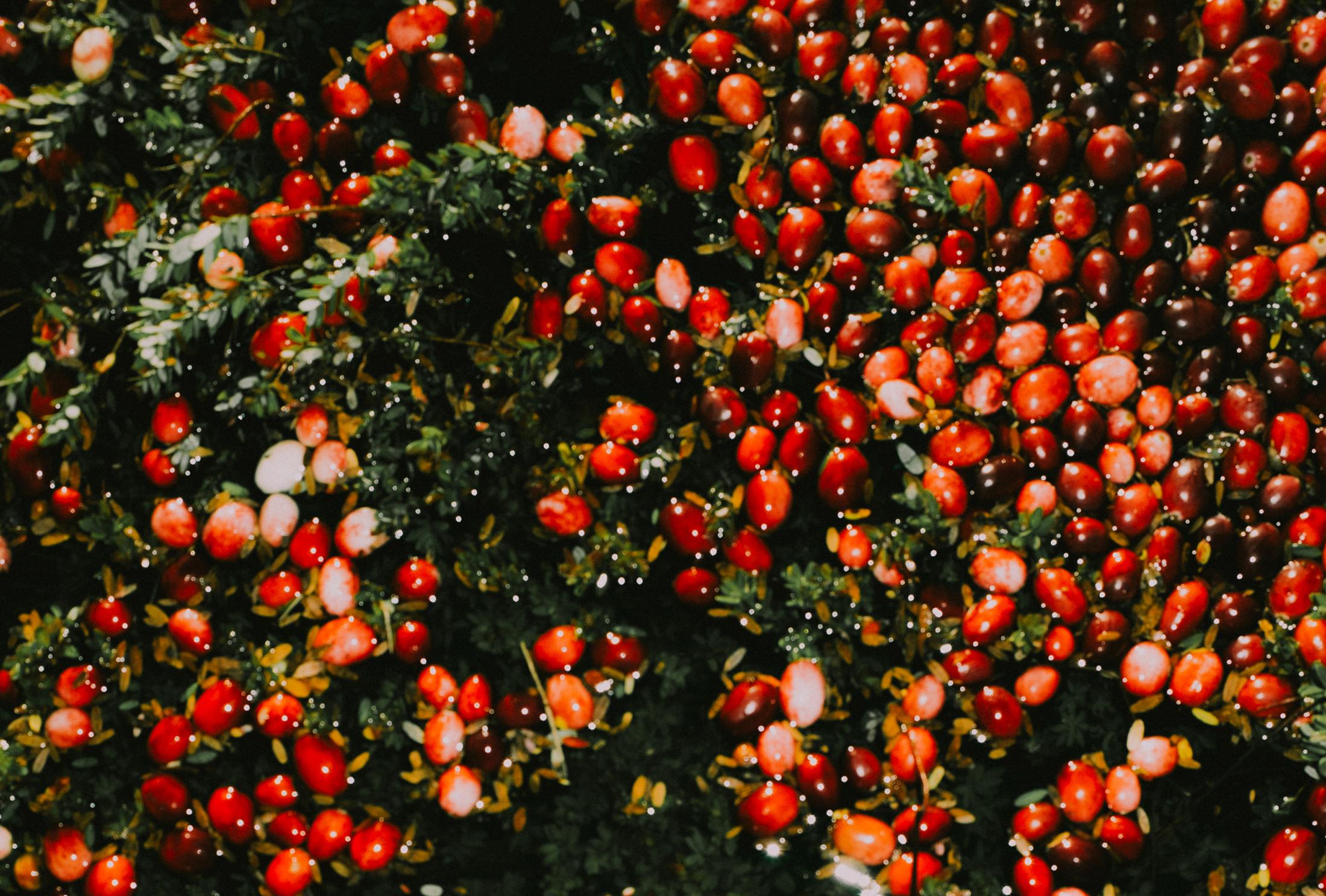 Ensemble, mettons en valeur les gens, les idées et les innovations qui font de notre industrie agricole et agroalimentaire un atout national et un partenaire international de confiance. Ensemble, mettons en valeur les gens, les idées et les innovations qui font de notre industrie agricole et agroalimentaire un atout national et un partenaire international de confiance.