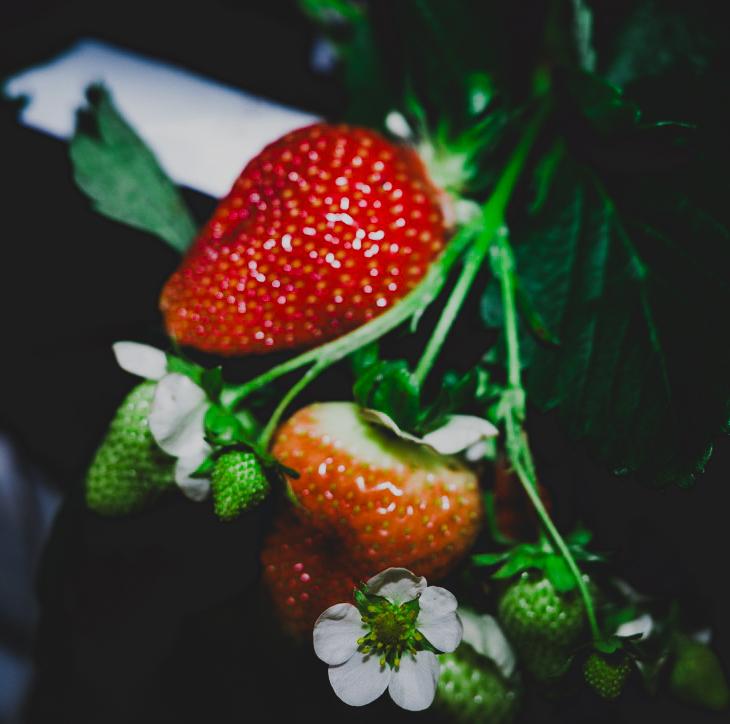 Expliquez pourquoi les aliments canadiens comptent - Fraises Expliquez pourquoi les aliments canadiens comptent - Fraises