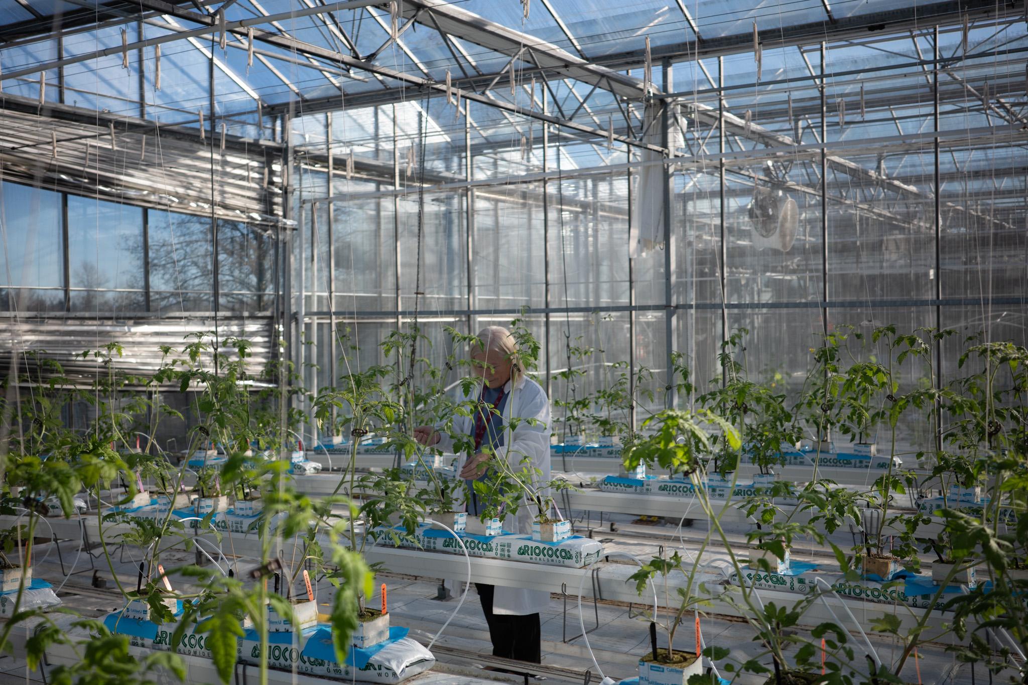 Culture en serre Culture en serre